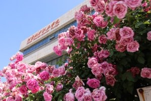 校园一角
