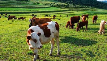 畜牧生产技术